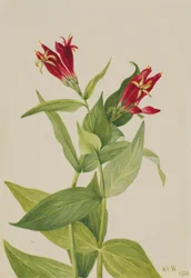 Rosa de Carolina (Spigelia marylandica)