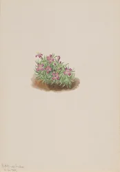 Silene acaulis rosa, 1905