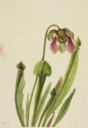 Sarracenia catesaei (Sarracenia catesaei)