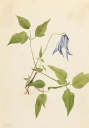 Clemátide Columbia Clematis columbiana, ca. 1900-1925