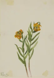 Lirio de Columbia (Lilium columbianum)