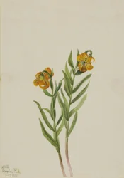 Lirio de Columbia Lilium columbianum