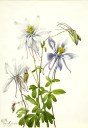 Columbina (Aquilegia ecalcarata)