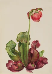 Sarracenia purpurea venosa (Sarracenia purpurea venosa)