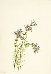 Conradina verticillata, 1934