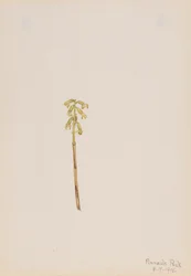 Corathorhiza corallorhiza, 1918