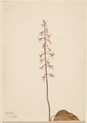 Crane-Fly Orchis (Tipularia uniflora)