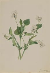 Violeta crema (Viola striata)