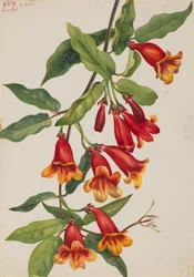 Crossvine Anisostichus capreolatus