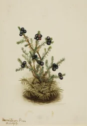 Camemoros Empetrum nigrum, 1917