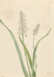 Veneno de los cuervos (Chrosperma muscaetoxicum)