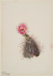 Cactus pepino, 1939
