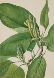 Cucumbertree (Magnolia acuminata)