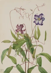 Clemátide rizada (Clematis crispa)