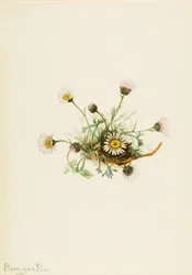 Florecilla (Erigeron compositus)