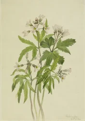 Dentaria cortada (Dentaria laciniata)