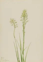 Camas de la muerte (Zygadenus venenosus)