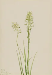 Camas de la muerte Zygadenus venenosus