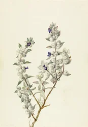 Salvia del Valle de la Muerte (Salvia funerea), ca. principios de los años 1930