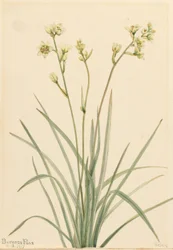 Deathcamas (Zygadenus elegans)