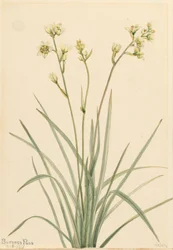 Zygadenus elegans, 1917
