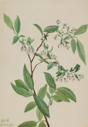 Baya del ciervo (Polycodium stamineum)