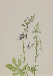 Delphinium (Delphinium scopulorum)