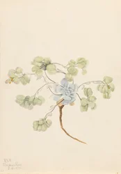 Double Bladderpod Physaria didymocarpa, 1920