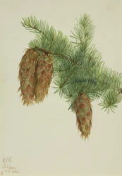 Abeto Douglas Pseudotsuga mucronata, 1923