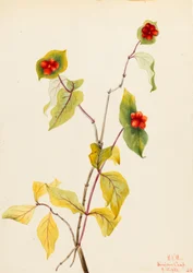 Madreselva de Douglas (Lonicera glaucescens)
