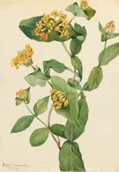 Madreselva de Douglas Lonicera glaucescens