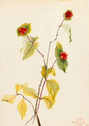 Madreselva de Douglas Lonicera glaucescens