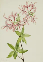 Azalea rosada, 1923