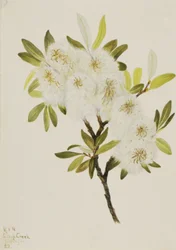 Sauce Drummond Salix drummondiana, 1921