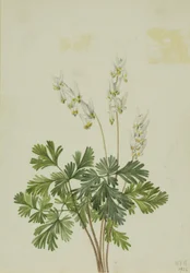 Bikukulla cucullaria (Bikukulla cucullaria)