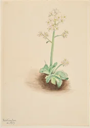 Saxifraga temprana (Saxifraga virginiensis)