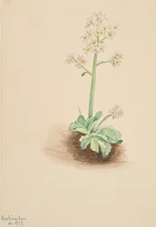 Saxifraga temprana Saxifraga virginiensis, 1917