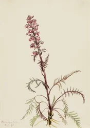 Cabeza de elefante (Pedicularis groenlandica)