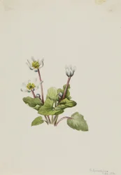 Alce (Caltha leptosepala)