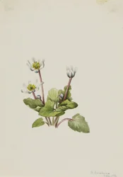 Elkslip Caltha leptosepala