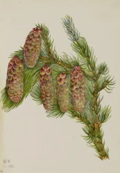 Picea de Engelmann (Picea engelmanni)