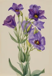 Eustoma russelianum, ca. principios de 1930