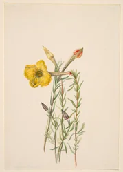 Onagra (Oenothera lavandalaefolia)