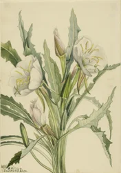Onagra (Pachyoplus hirsutus)
