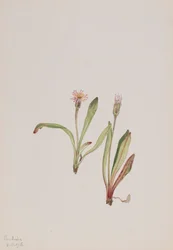 Falsa Diente de León Agoseris carnea