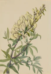 Falso añil (Baptista bructeata)