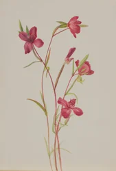 Adiós a la primavera (Godetia amoena lilja)
