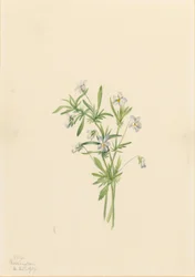 Violeta de campo (Viola rafinesquii)