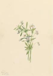 Violeta de campo Viola rafinesquii, 1919