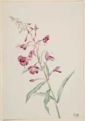 Hierba de fuego (Epilobium angustifolium)